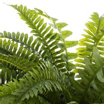 Hojas de Helecho Verde en Maceta | Atmosphera