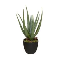 Aloe Real Verde en Maceta | Atmosphera