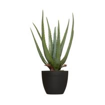 Aloe Real Verde en Maceta | Atmosphera