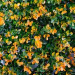 Jardin-Vertical-Hoja-Naranja-Plastico-50x50cm-|-Elite