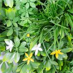 Jardin-Vertical-Selva-Blanco-Amarillo-50x50cm-|-Elite