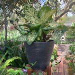 Maceta-Petunia-45.5x37cm-Negro-Gris