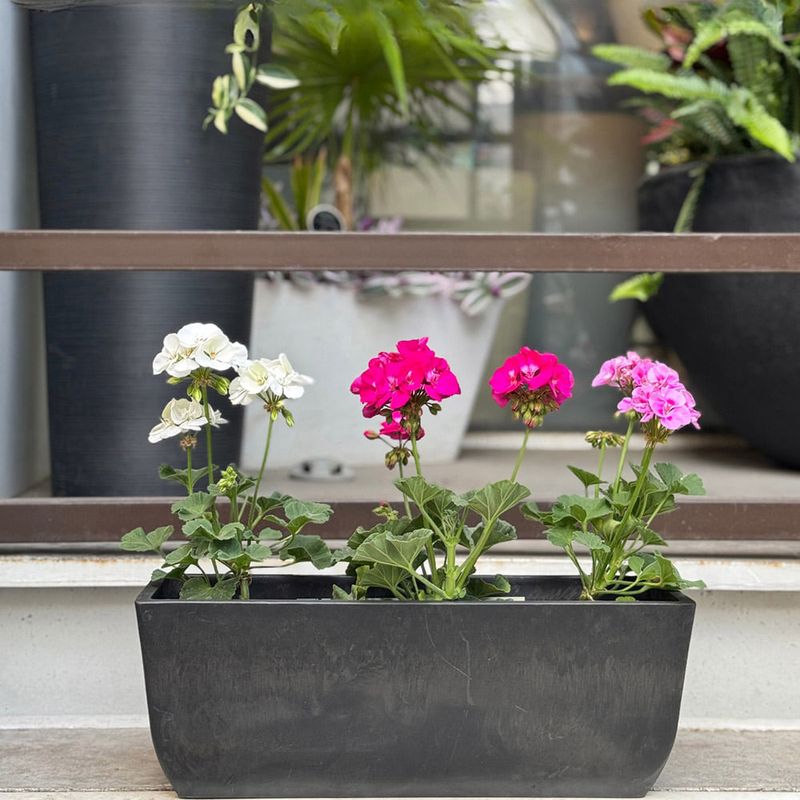 Maceta-Flor-45x16cm-Negro