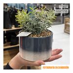 Maceta-Multicolor-Redonda-16x15x17cm-|-Atmosphera