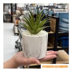 Planta-en-Maceta-Circular-9.3x9.3x18cm-|-Atmosphera